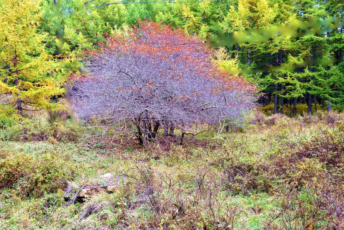 崇礼---翠云山秋色      1/2