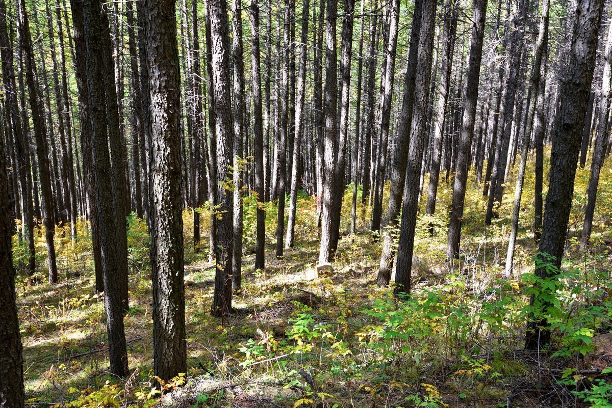 崇礼---翠云山秋色      1/2