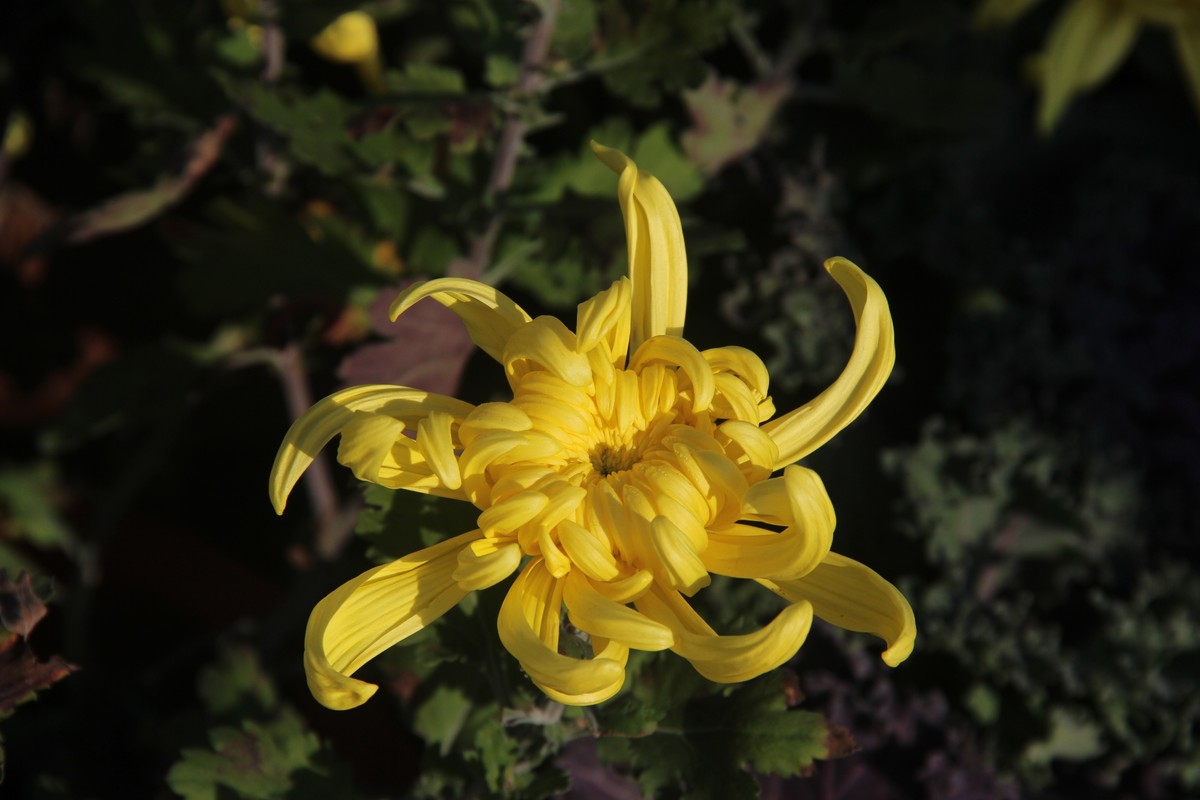 市政广场菊花展-黄菊花（16）