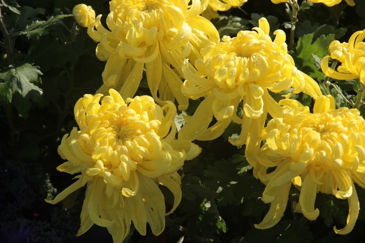 市政广场菊花展-黄菊花（16）