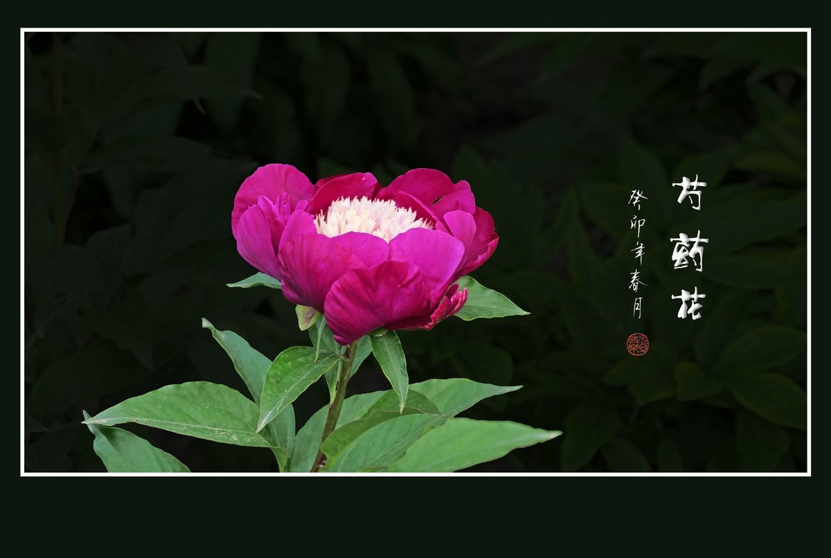 一组芍药花迎接新年