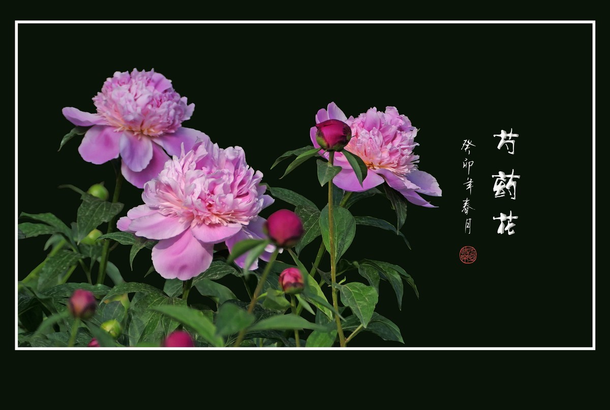 一组芍药花迎接新年