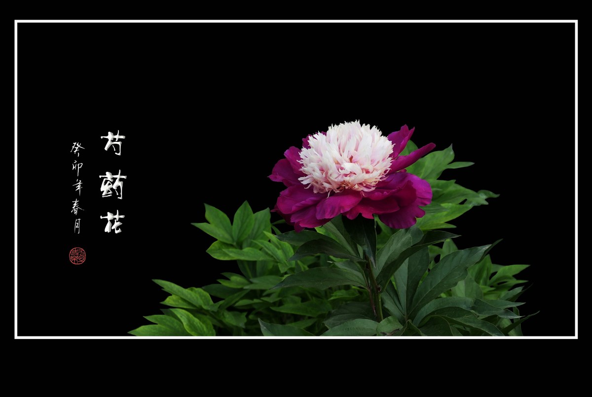 一组芍药花迎接新年