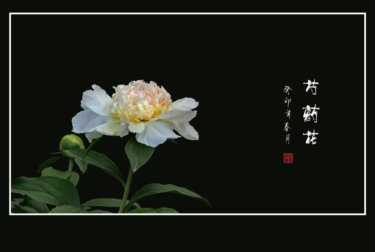 一组芍药花迎接新年