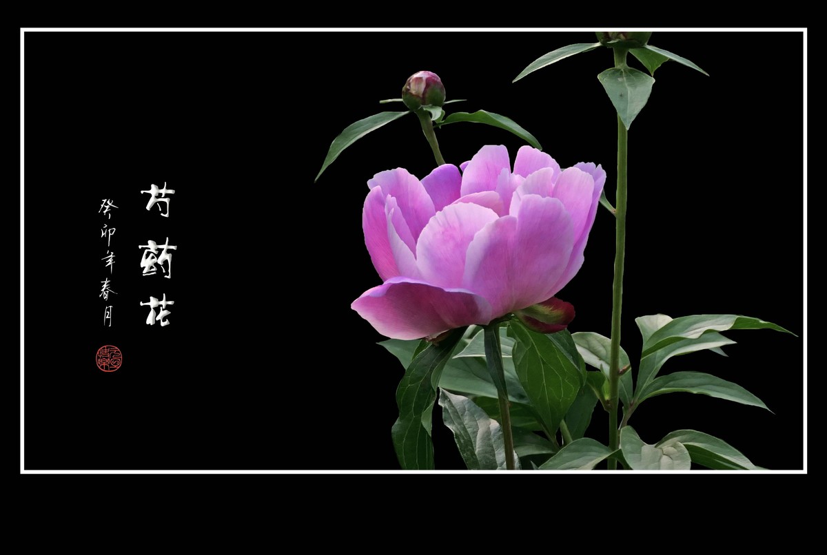 一组芍药花迎接新年