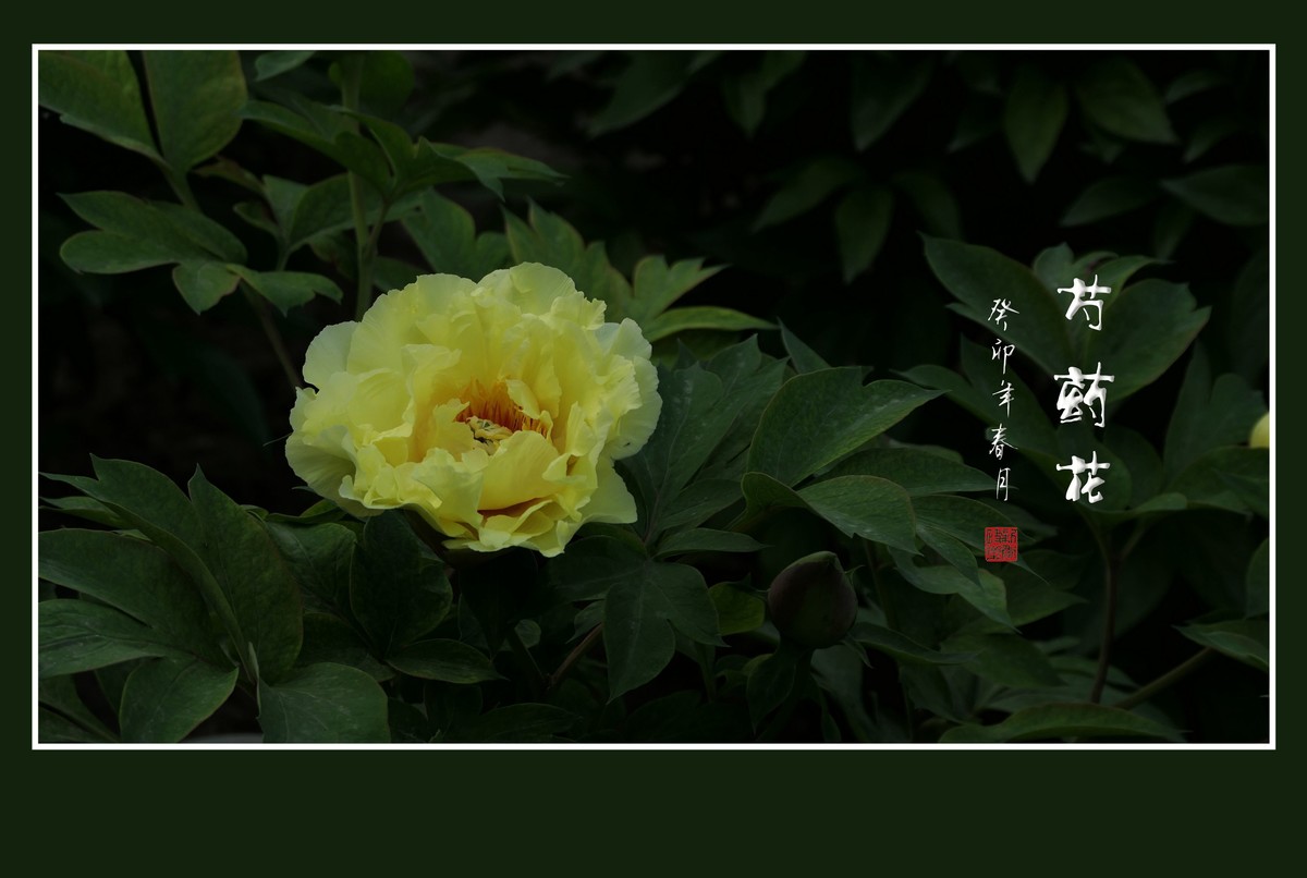 一组芍药花迎接新年