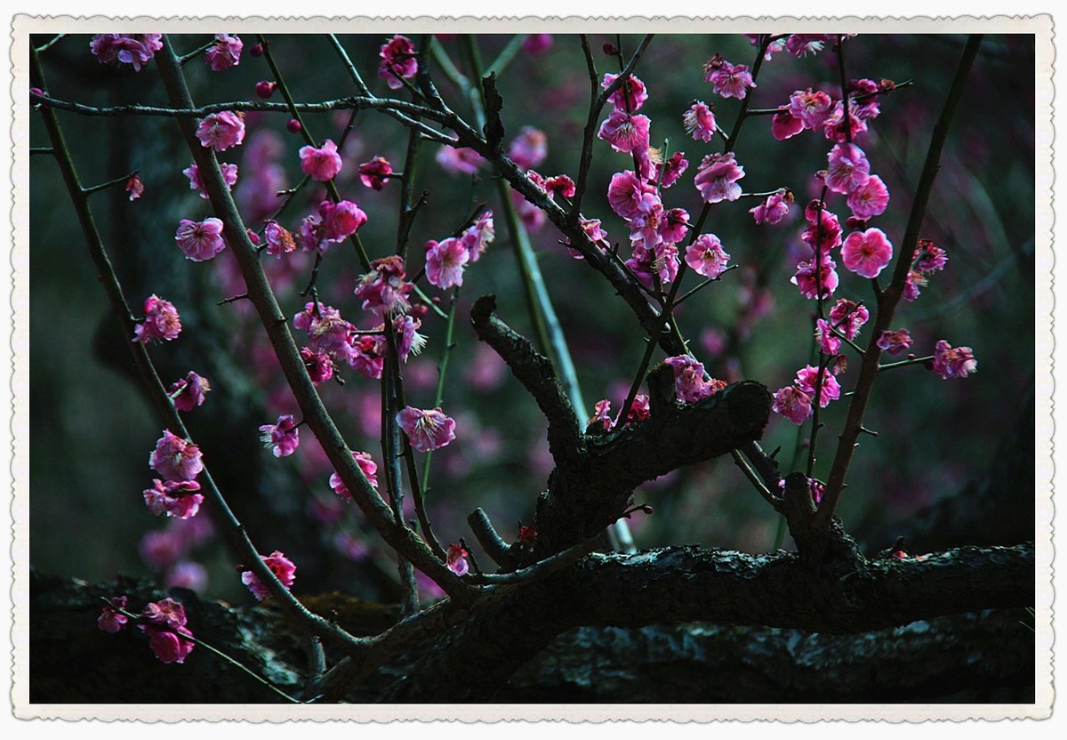 暗香疏影几黄昏