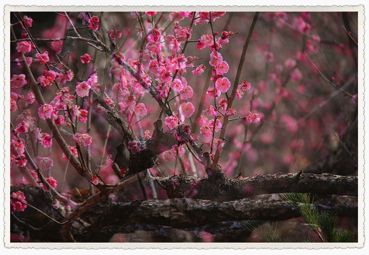 暗香疏影几黄昏