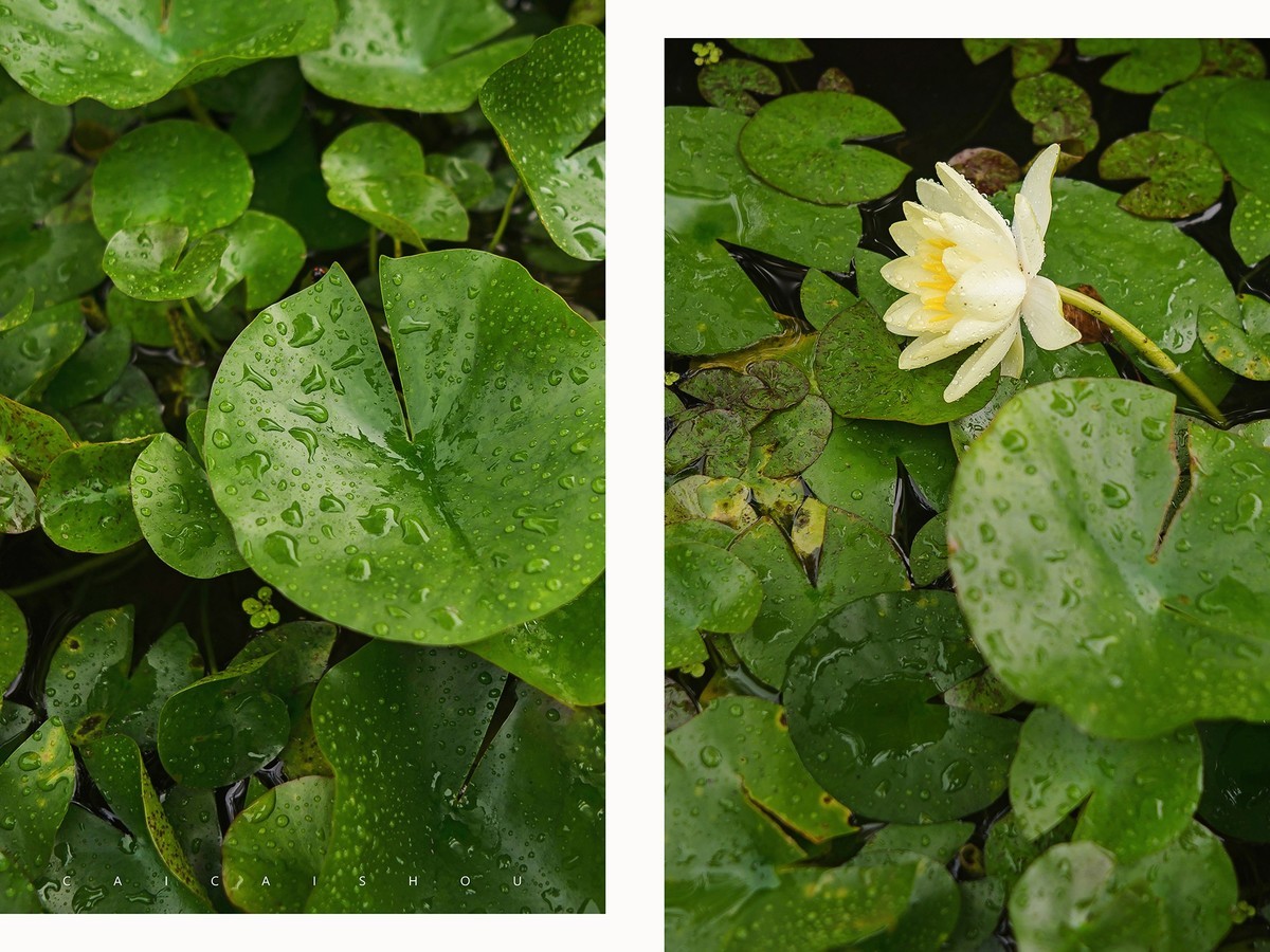 【菜々手摄影】雨中苏州