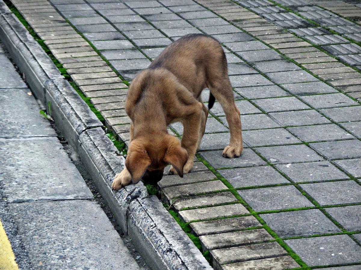 柯达C875防潮热机随拍