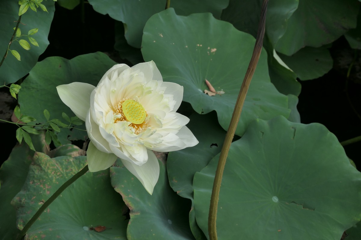 【荷花】——摄于上海天山公园2024-8-21