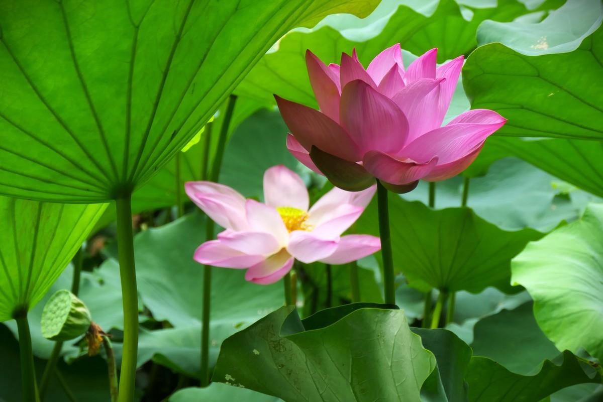 【荷花】——摄于上海天山公园2024-8-21