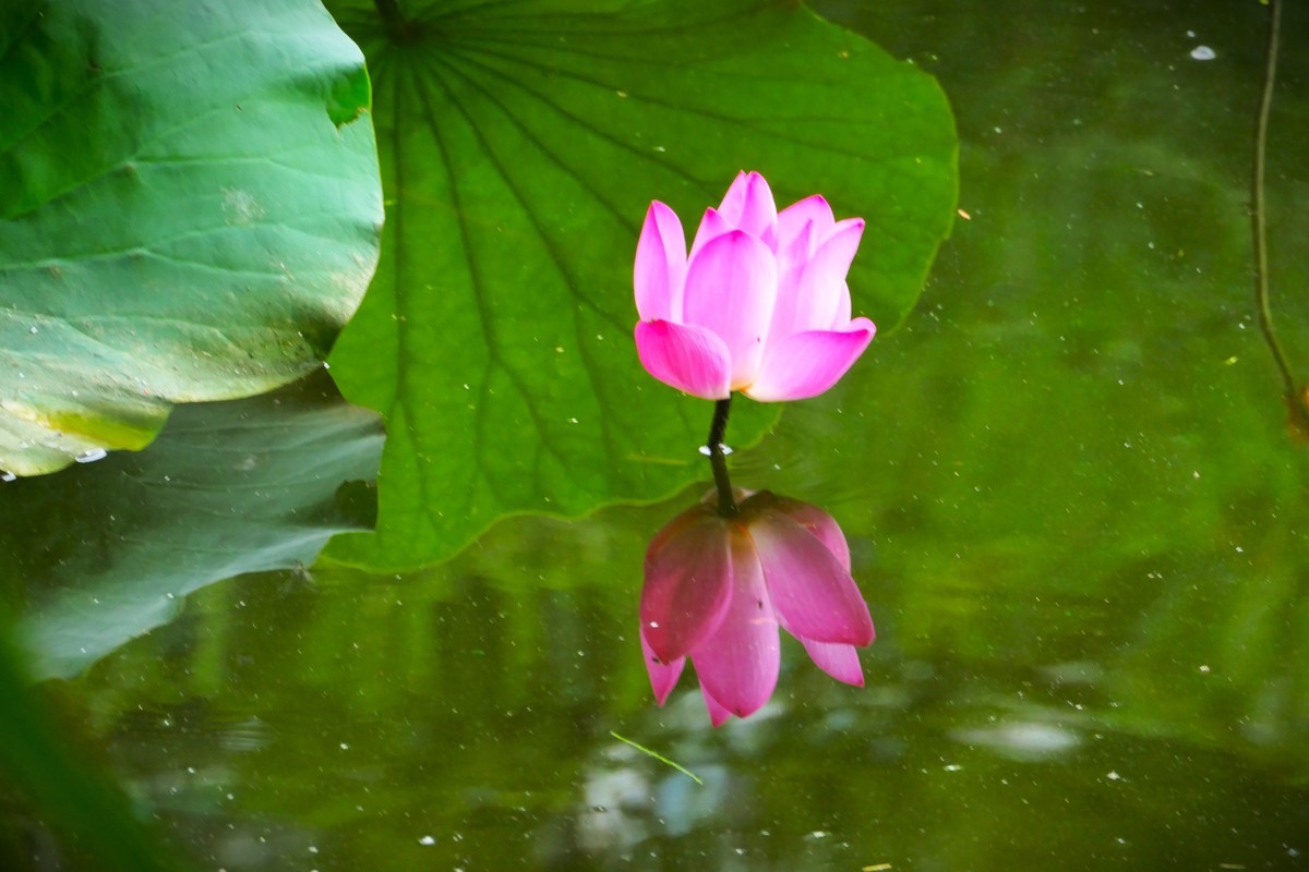 【荷花】——摄于上海天山公园2024-8-21