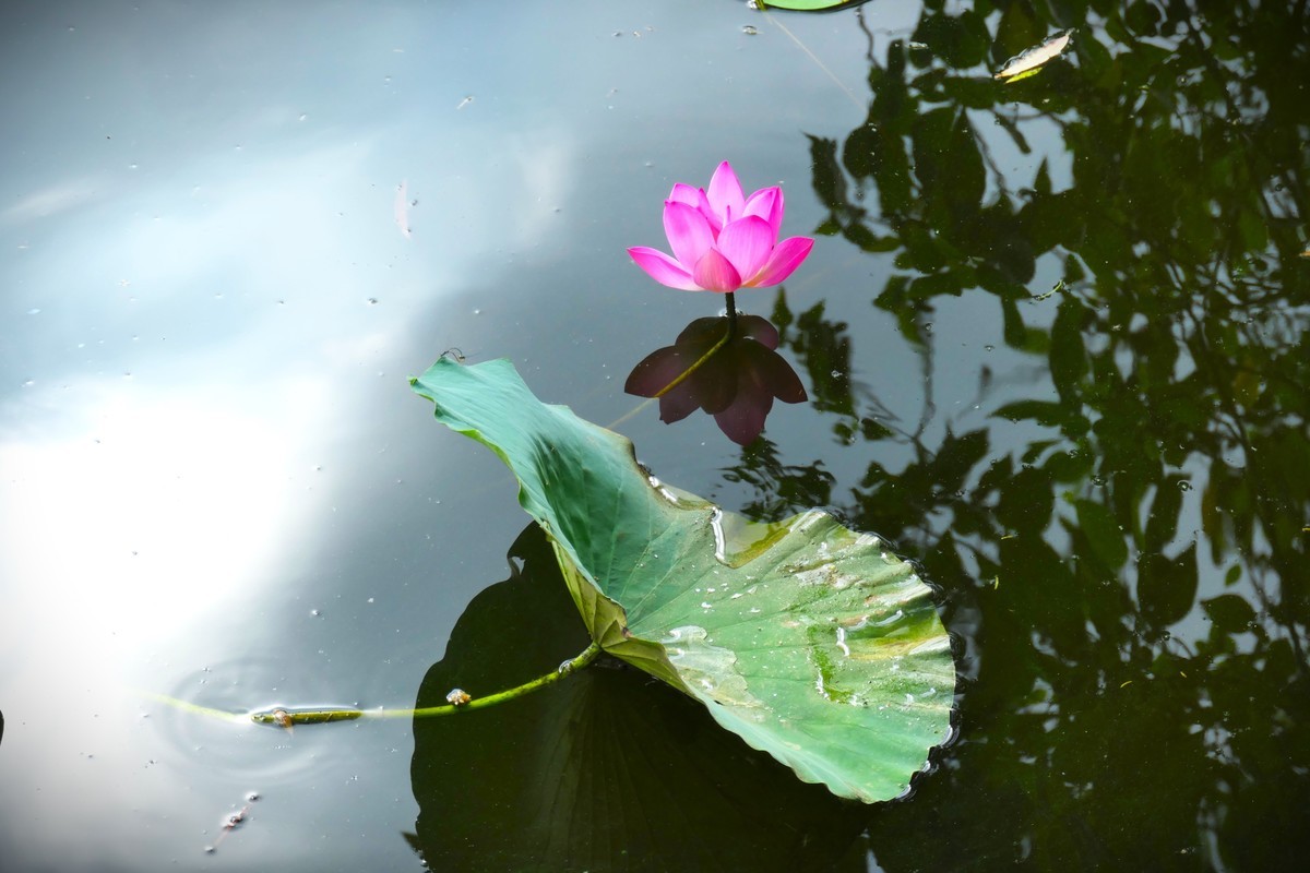 【荷花】——摄于上海天山公园2024-8-21