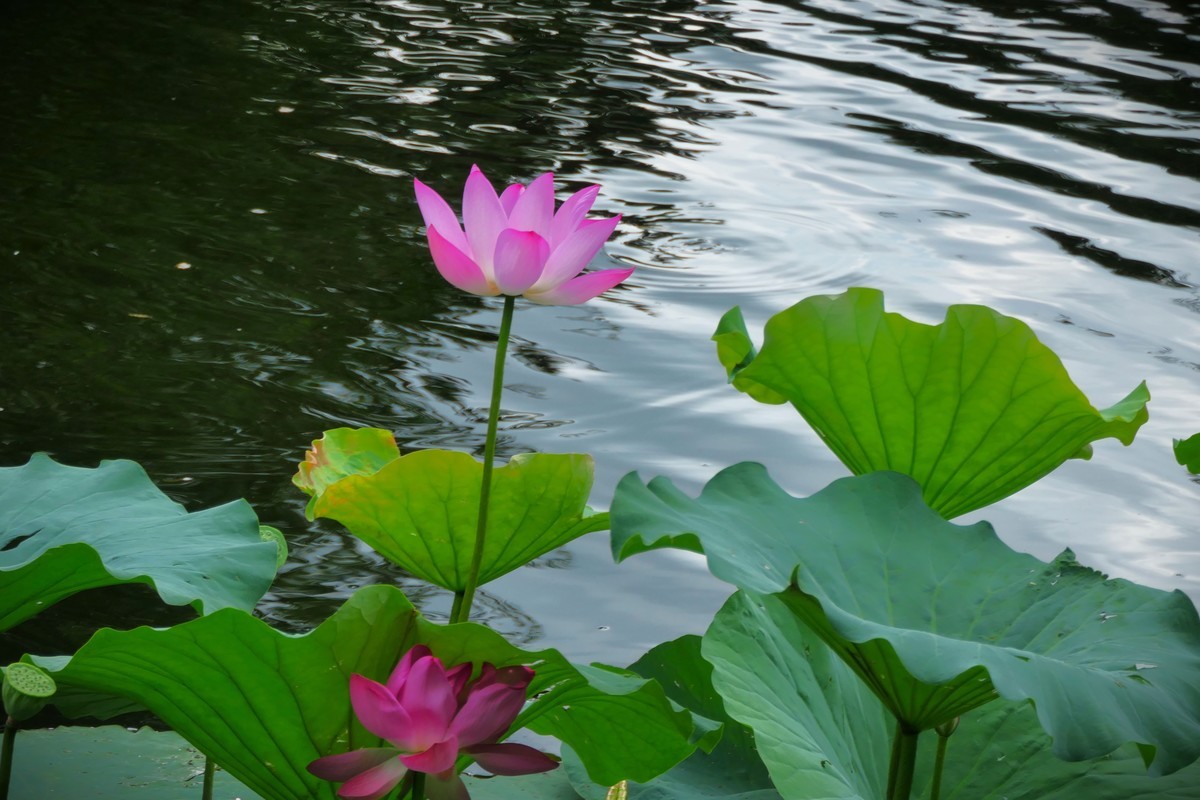 【荷花】——摄于上海天山公园2024-8-21