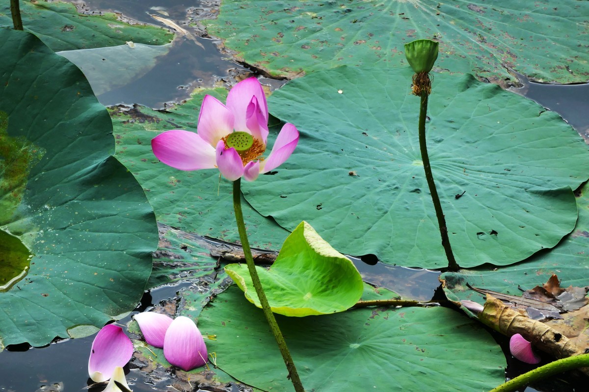 【荷花】——摄于上海天山公园2024-8-21