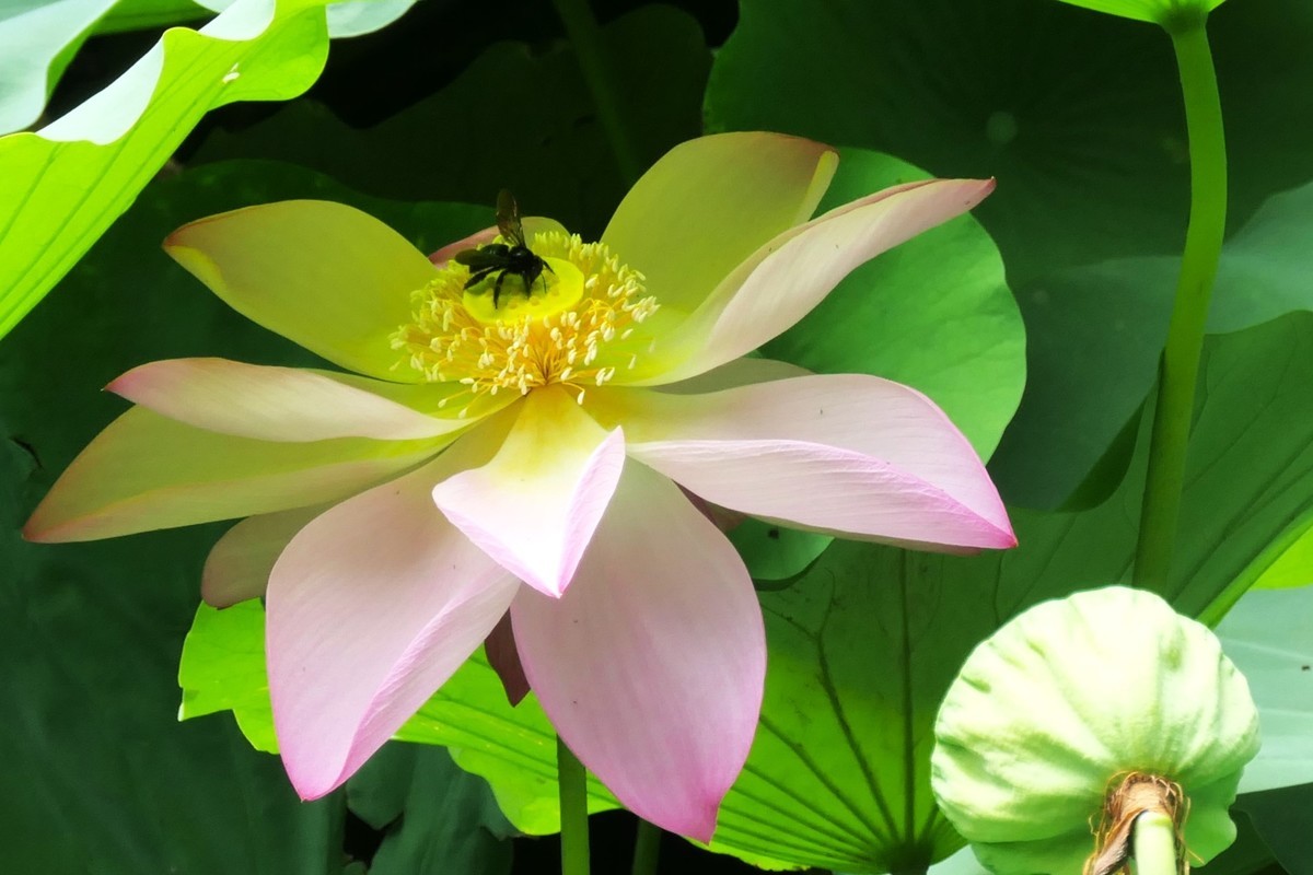 【荷花】——摄于上海天山公园2024-8-21