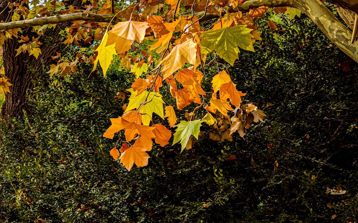 手机游拍20241112 《12》