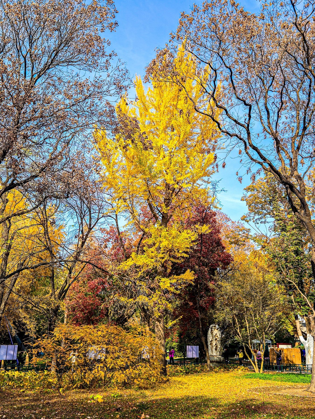 手机游拍20241112 《12》