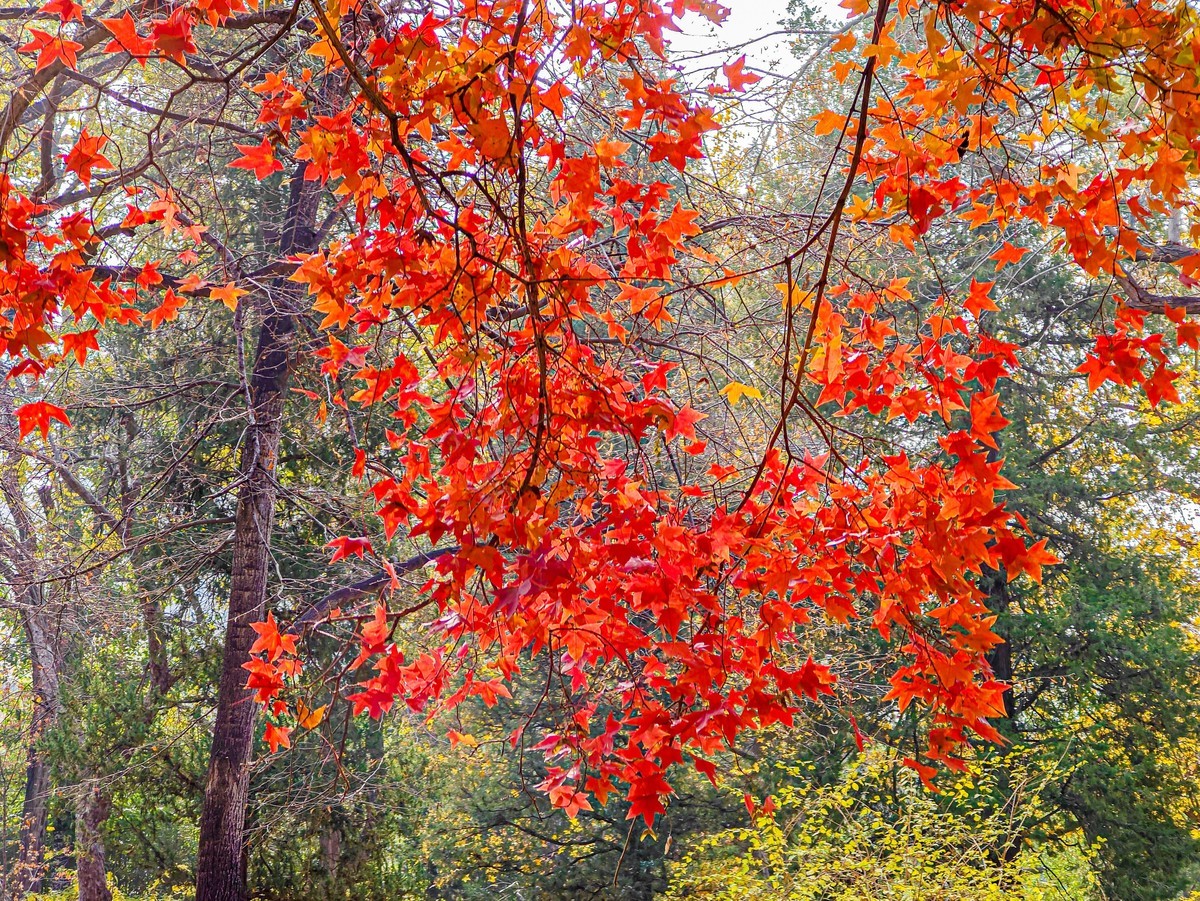 手机游拍20241112 《12》