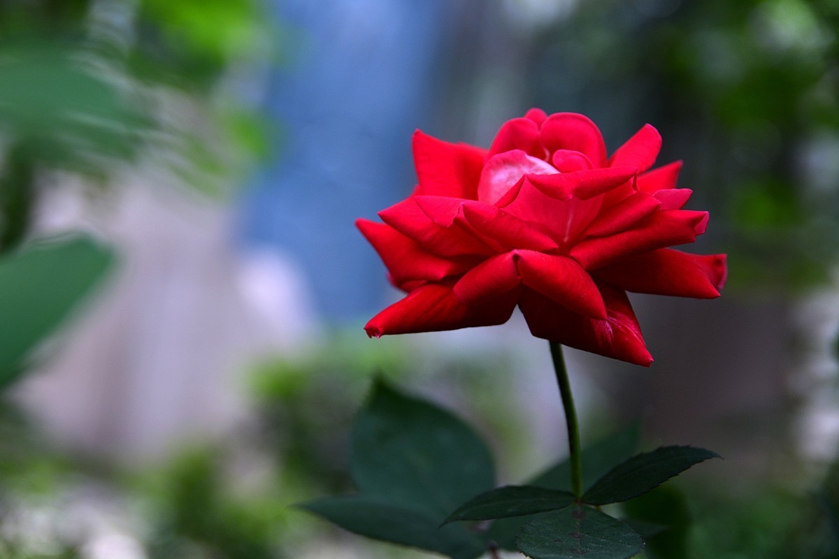 【2022】029---月季花