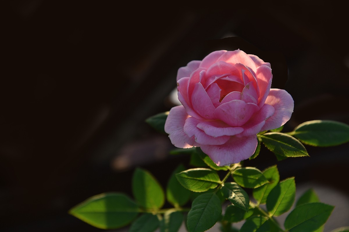 【2022】029---月季花