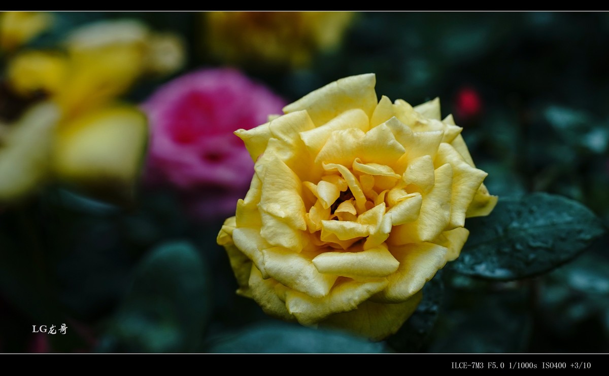 娇艳欲滴“金凤凰”--腾龙牛头35-150mm f/2-2.8 Di III VXD A058