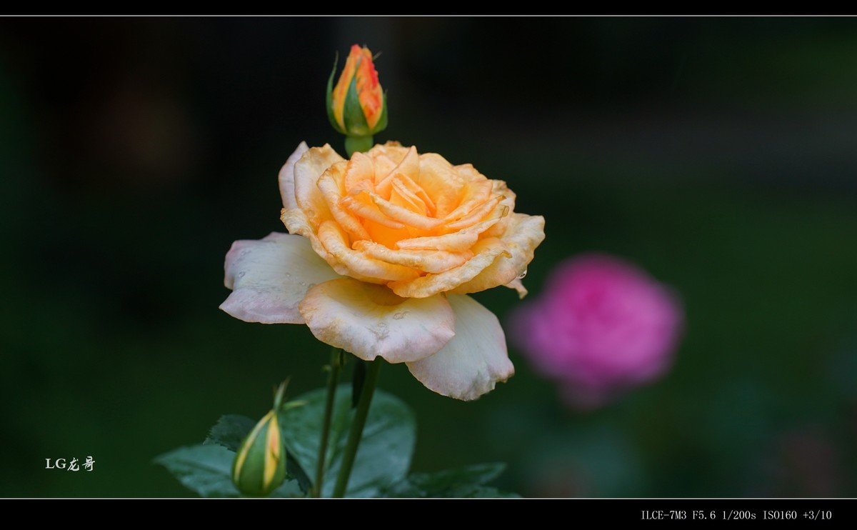 娇艳欲滴“金凤凰”--腾龙牛头35-150mm f/2-2.8 Di III VXD A058