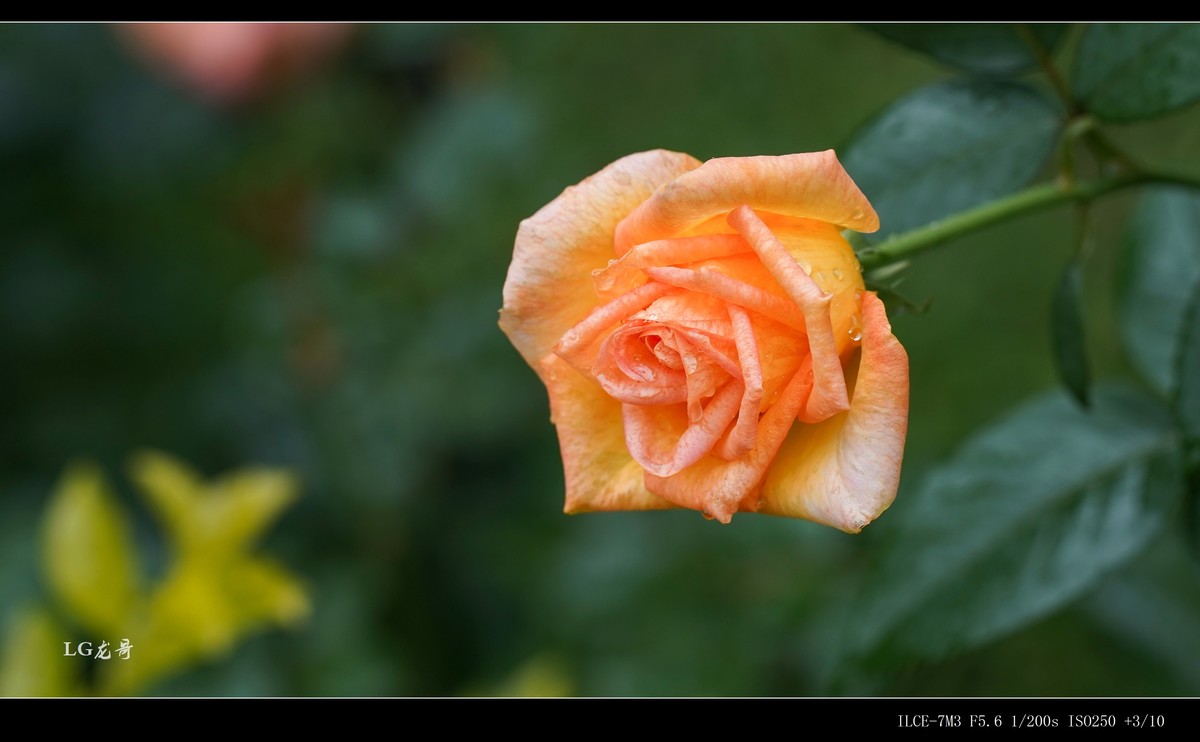 娇艳欲滴“金凤凰”--腾龙牛头35-150mm f/2-2.8 Di III VXD A058