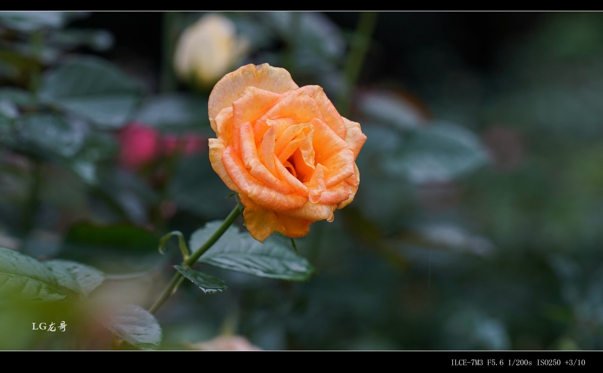 娇艳欲滴“金凤凰”--腾龙牛头35-150mm f/2-2.8 Di III VXD A058