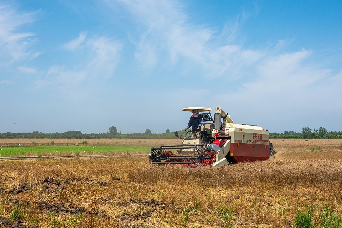 夏收机械收割