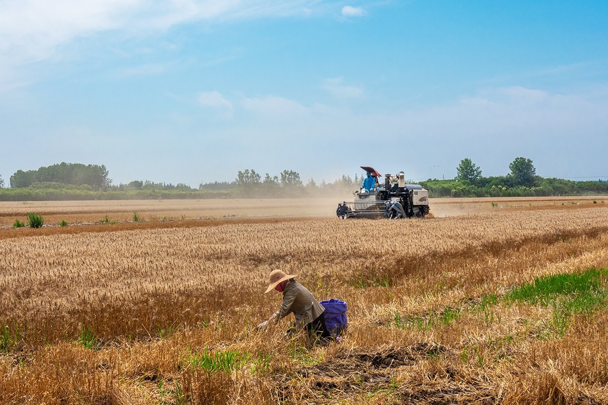 夏收机械收割