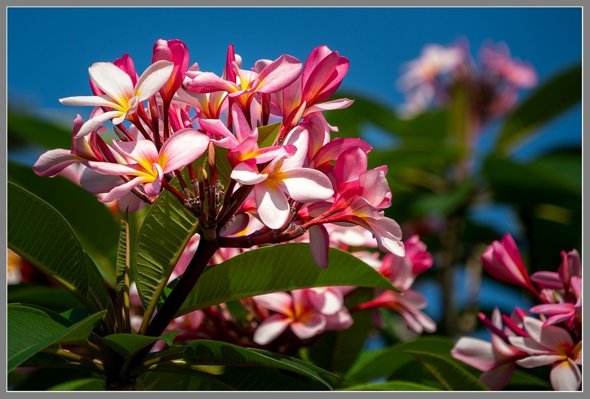 海南旅游06：“东方迪拜”三亚凤凰岛