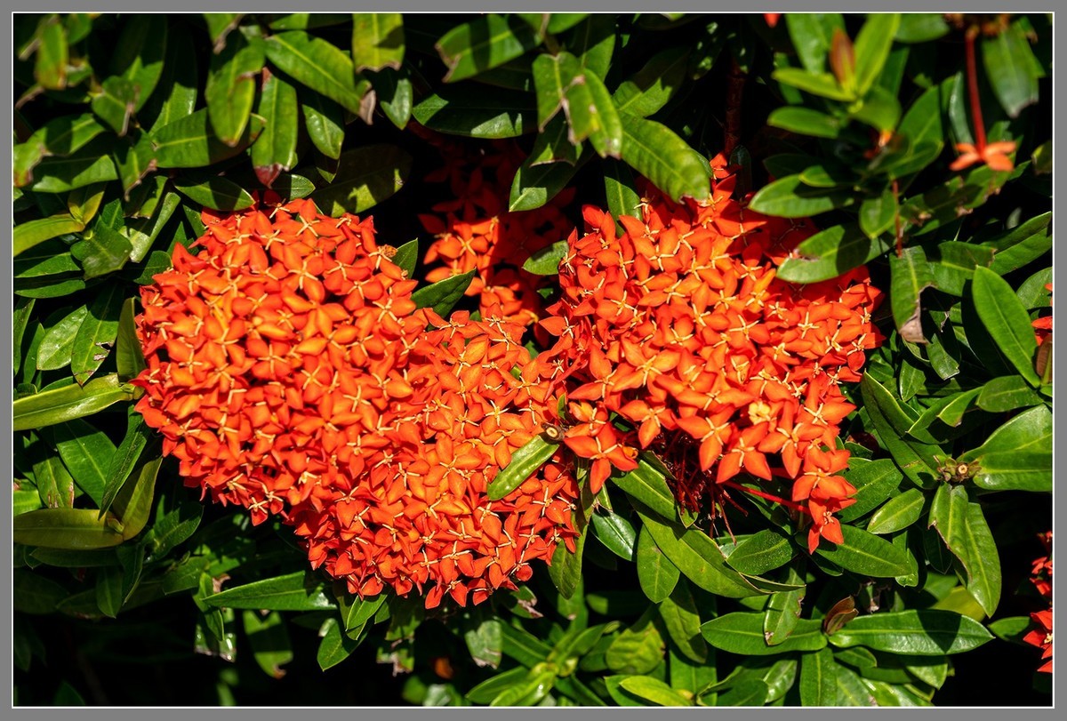 海南旅游06：“东方迪拜”三亚凤凰岛