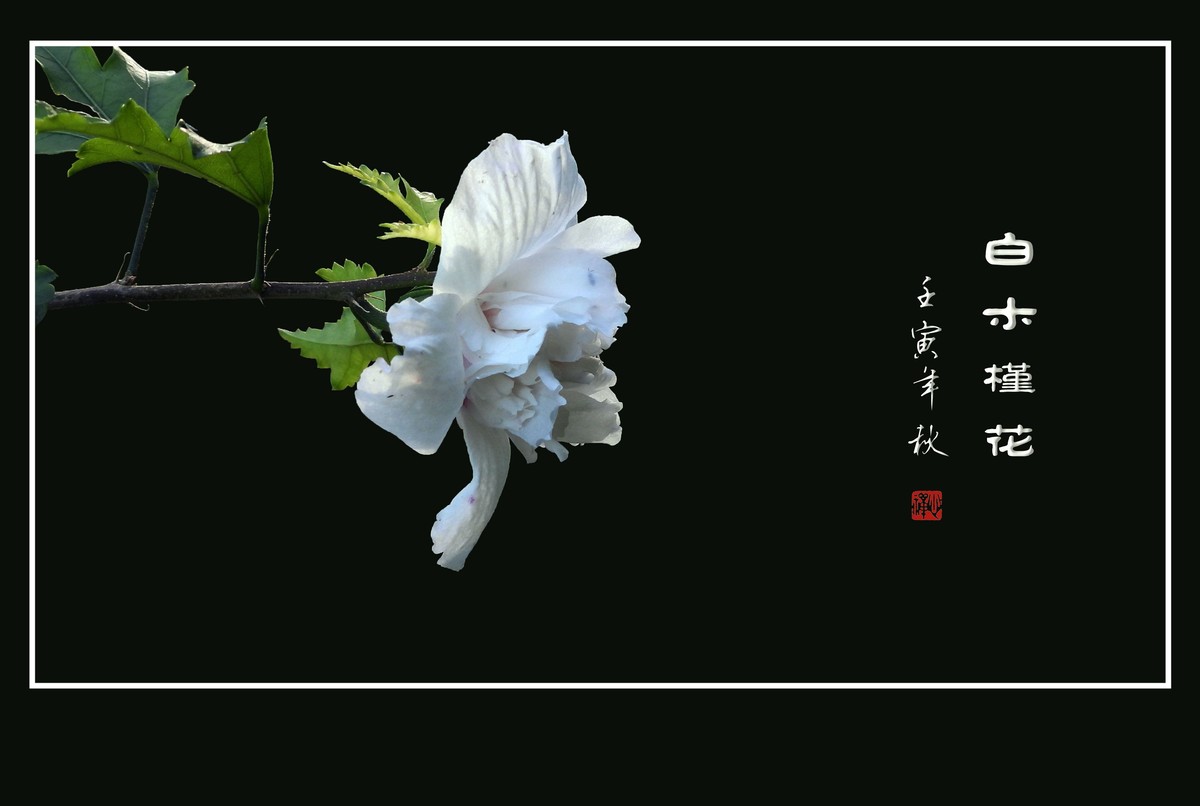白色的木槿花