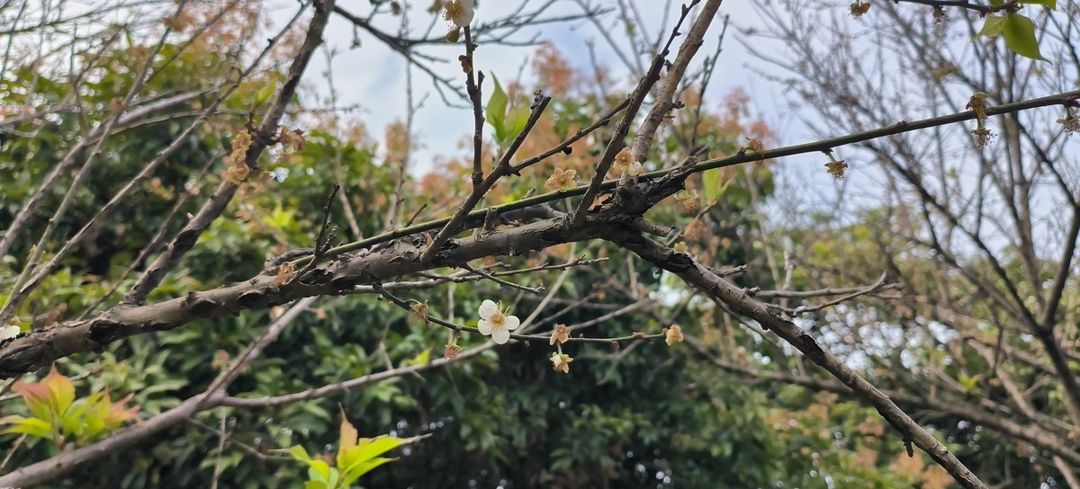 香雪公园游玩-手机拍梅花