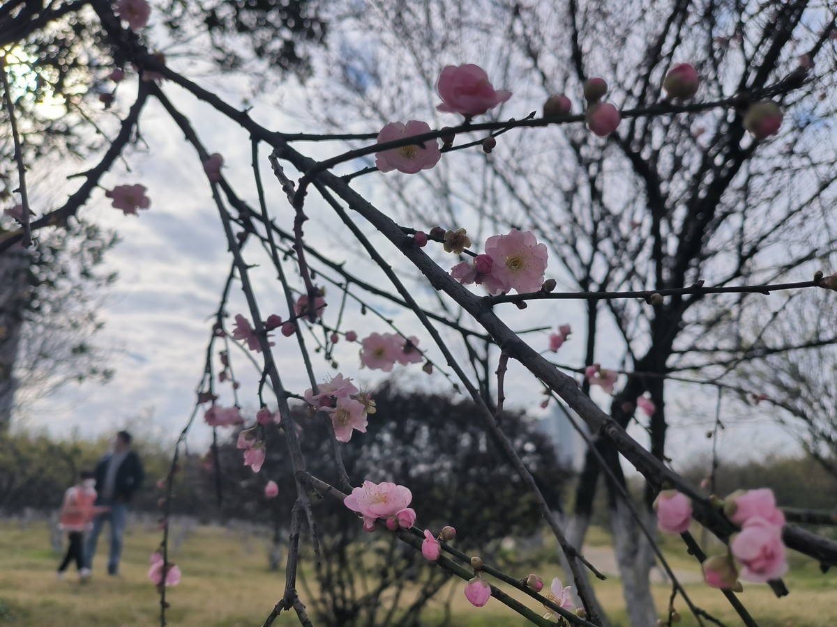 香雪公园游玩-手机拍梅花