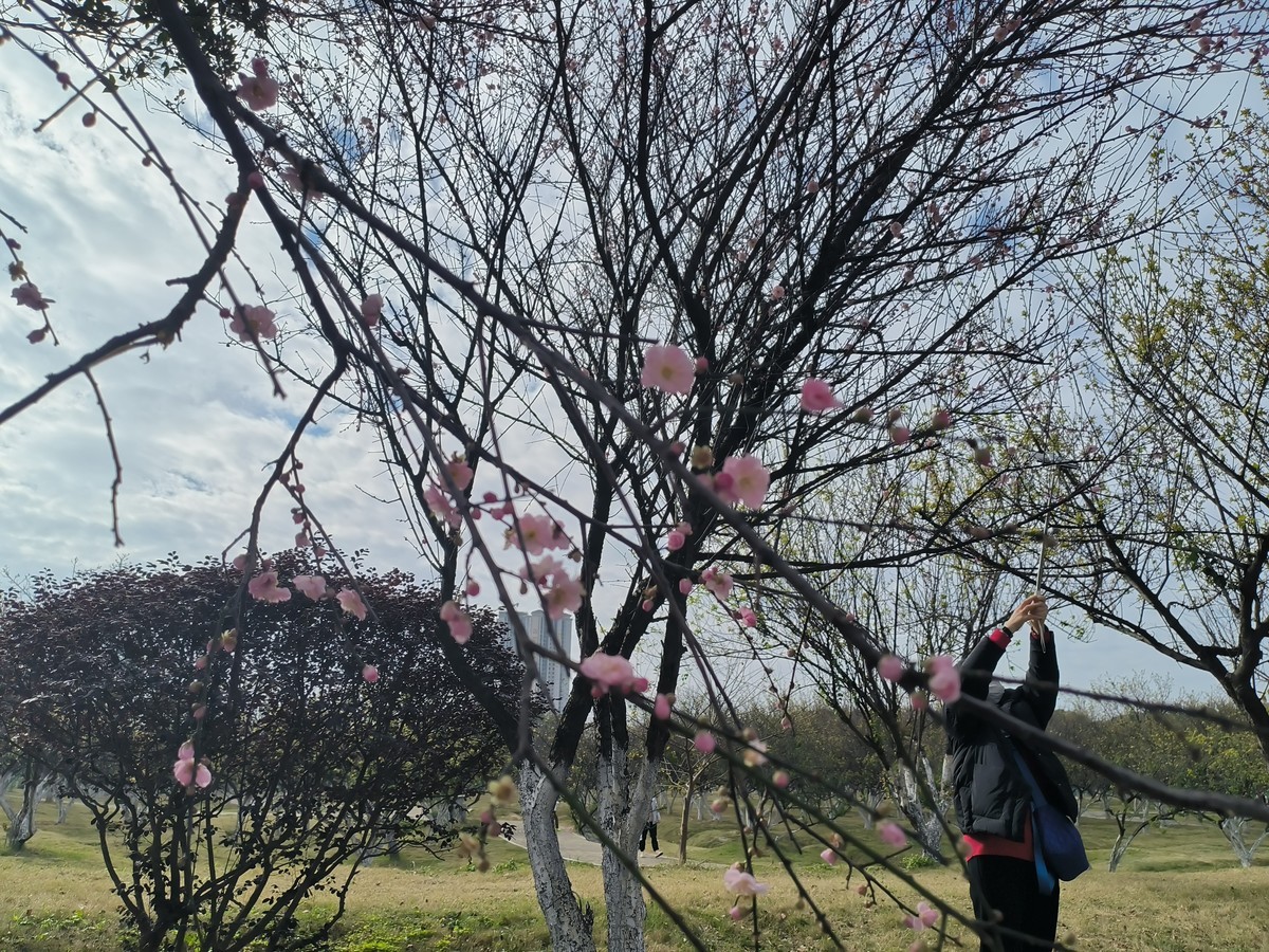 香雪公园游玩-手机拍梅花