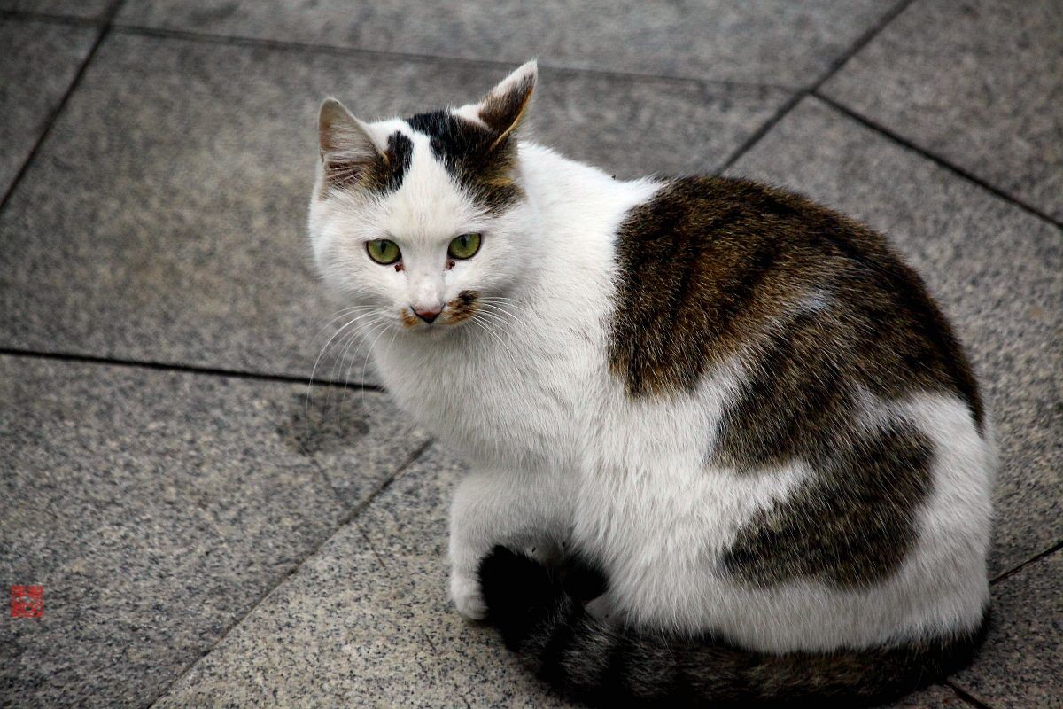 鸟、猫抓拍-中关村在线摄影论坛