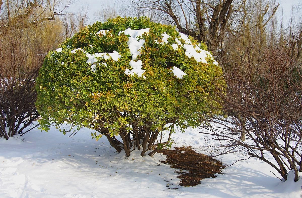 风雨送春归、飞雪迎春到