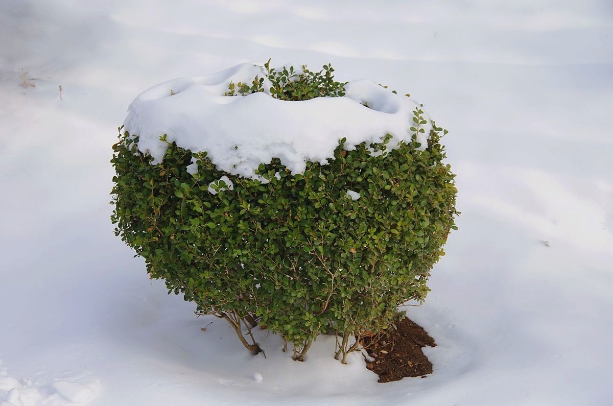 风雨送春归、飞雪迎春到