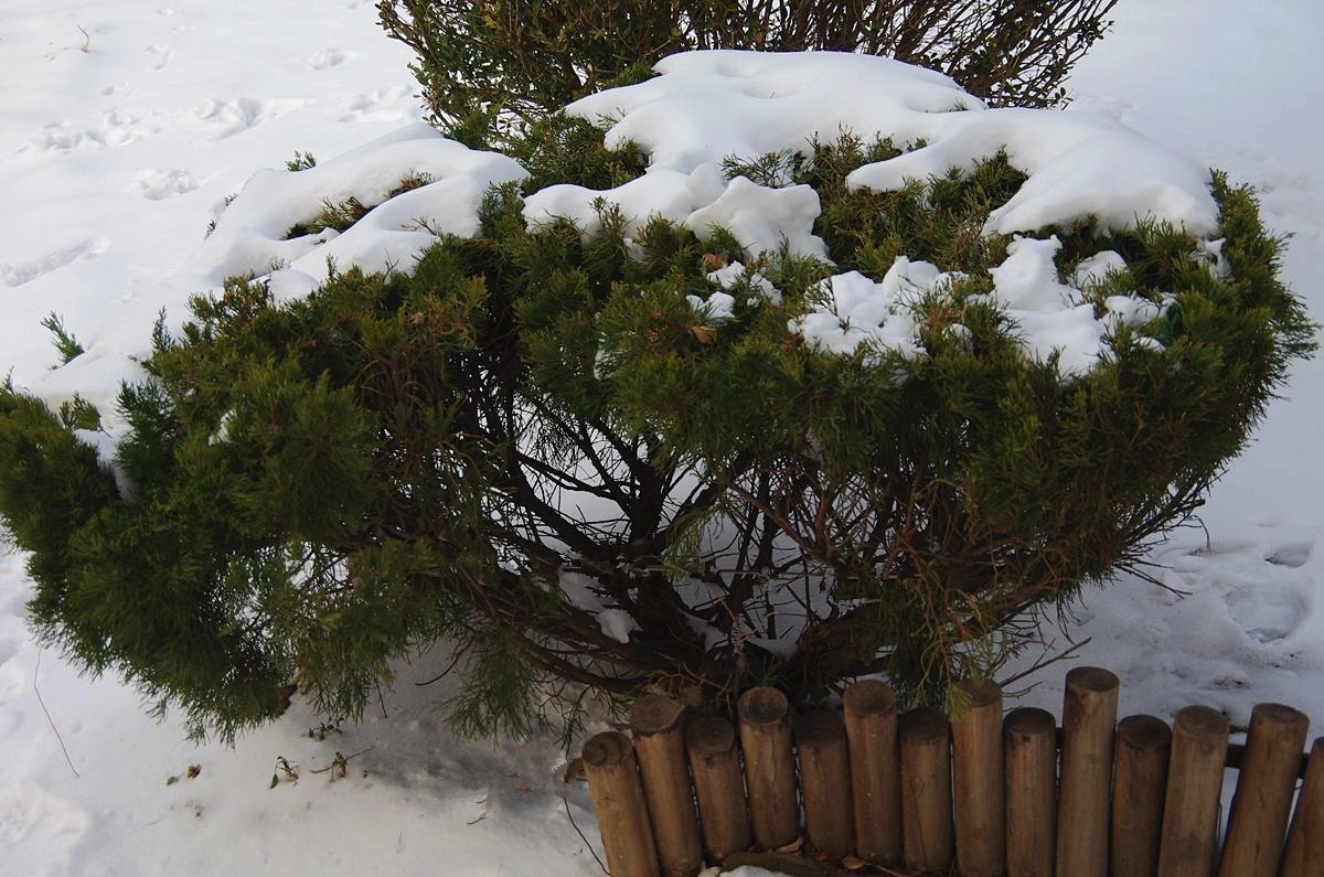 风雨送春归、飞雪迎春到