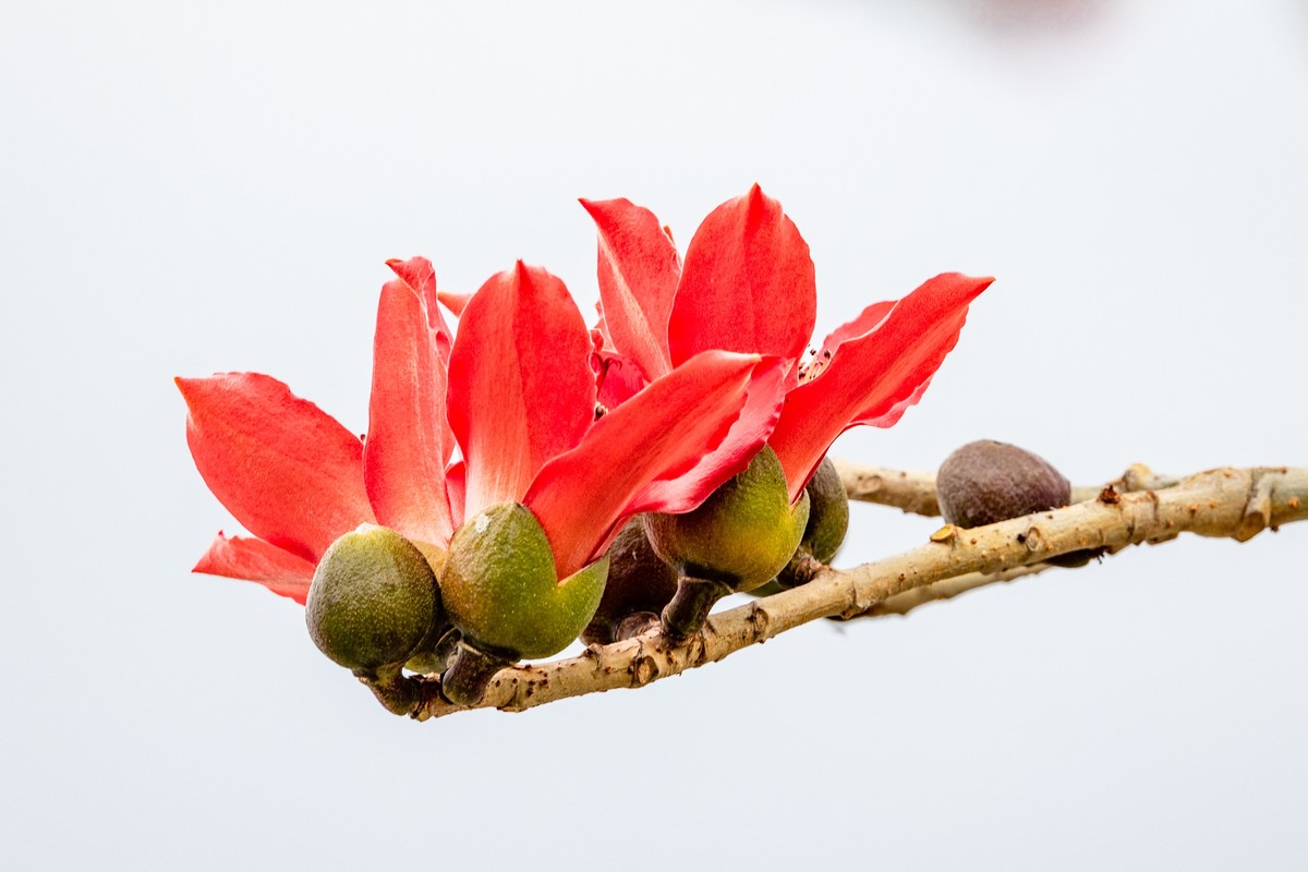 花枝招展（一百三十五）