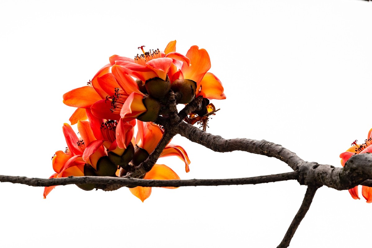 花枝招展（一百三十五）