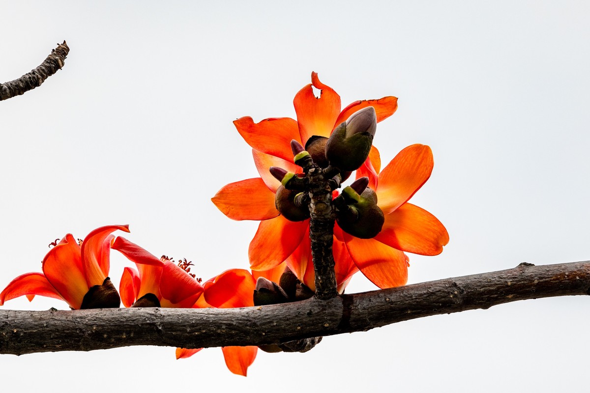 花枝招展（一百三十五）