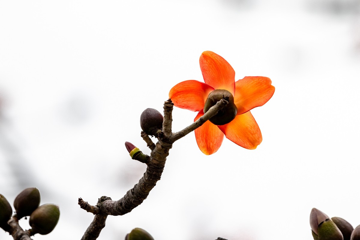 花枝招展（一百三十五）