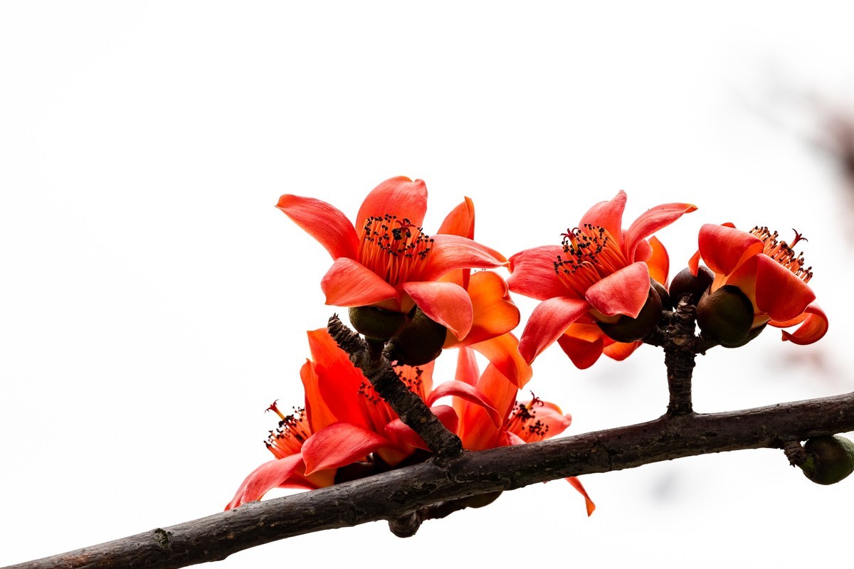 花枝招展（一百三十五）