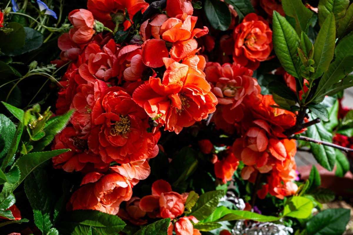 梅花与另类海棠花