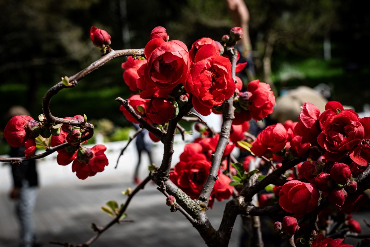 梅花与另类海棠花