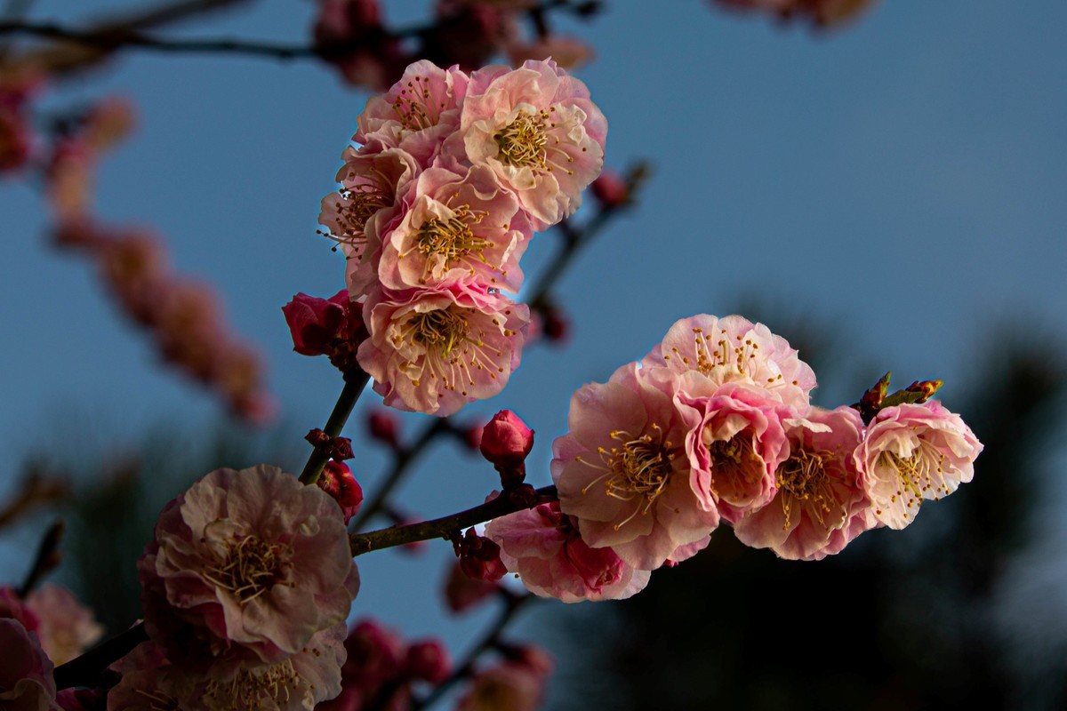 梅花与另类海棠花